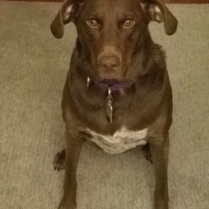 Meet your Posher, Papa don